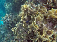 Yellowtail Damselfish Juvenile