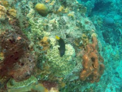 Yellowtailed Damselfish (Male)