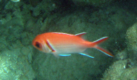 Blackbar Soldierfish