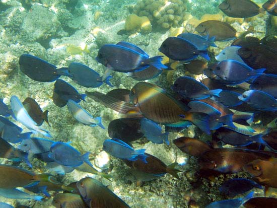 Blue Tang h