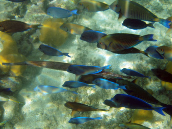 Blue Tang with Trumpet