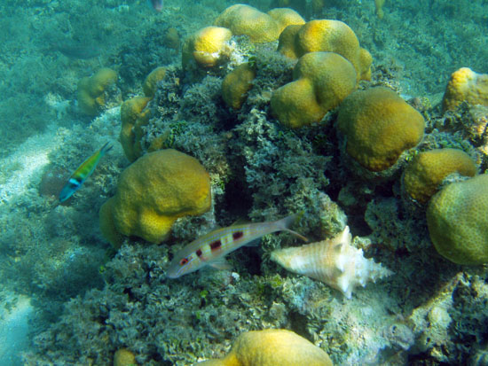 Bluehead, Sp Goatfish