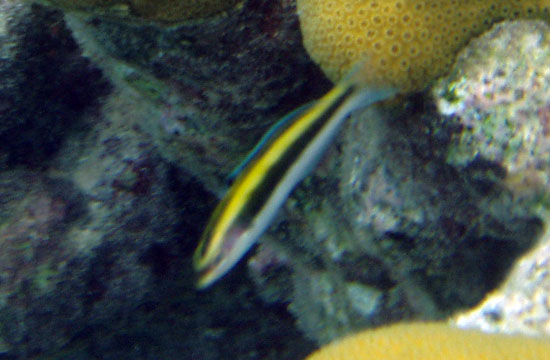 Cleaning Goby