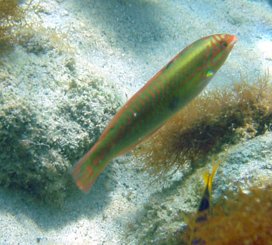 Clown Wrasse