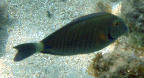 Doctorfish