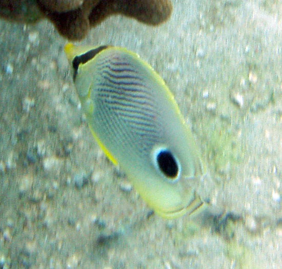 Four Eye Butterfly Fish