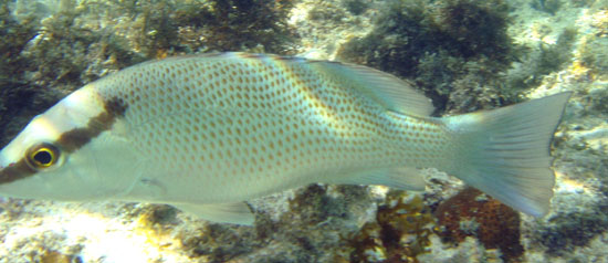 Gray Snapper