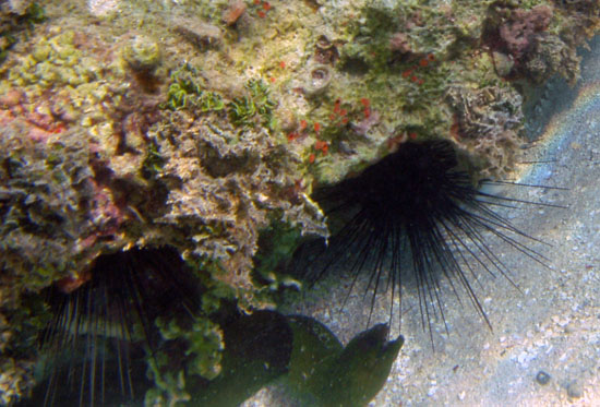 Green Moray