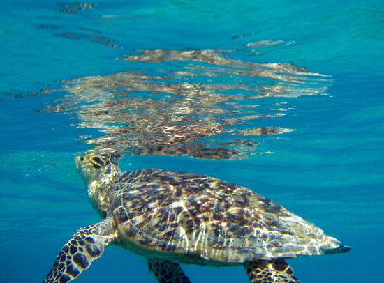 Hawksbill Breathing