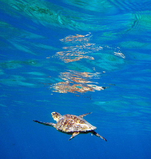 Hawksbill Turtle coming up