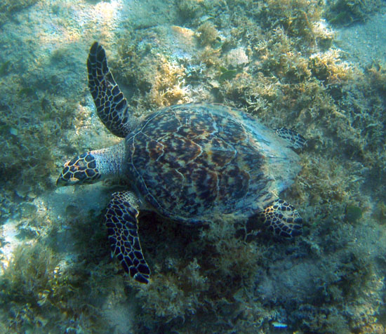 Hawksbill Turtle foraging