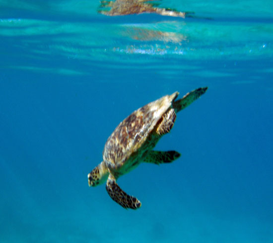 Hawksbill Turtle m