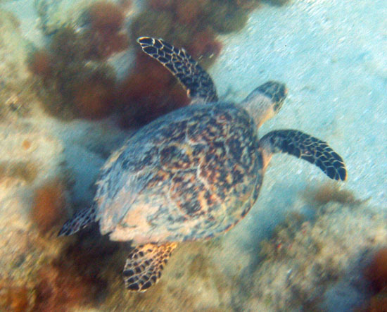 Hawksbill a