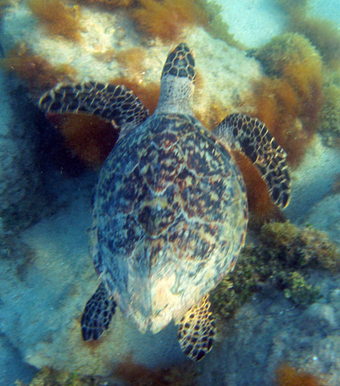 Hawksbill c