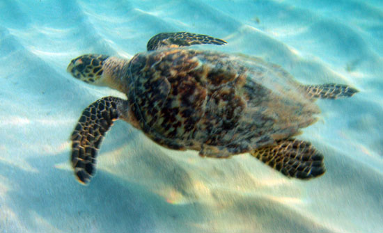 Hawksbill e