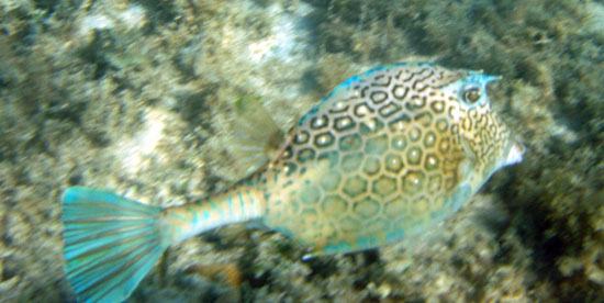 Honeycomb Cowfish b