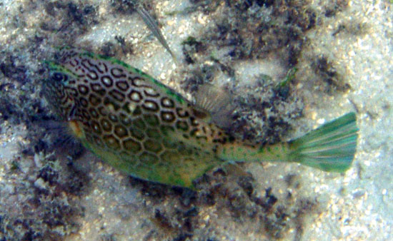 Honeycomb Cowfish