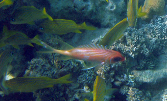 Longspine Squirrelfish b