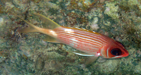 Longspine Squirrelfish