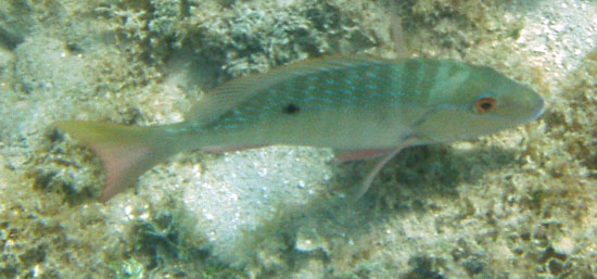 Mahagany Snapper