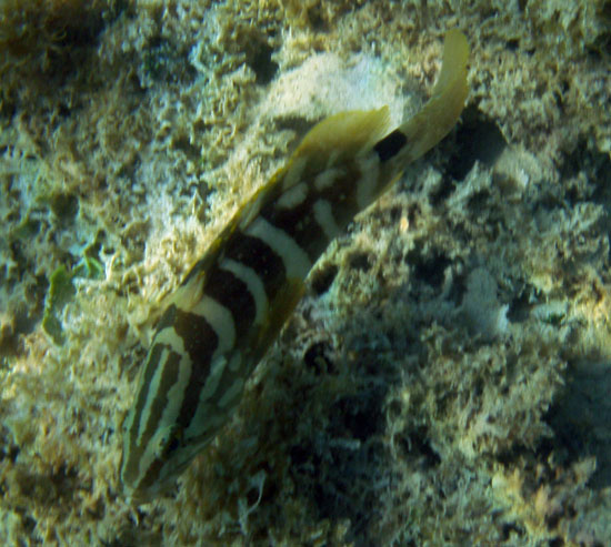 Nassau Grouper