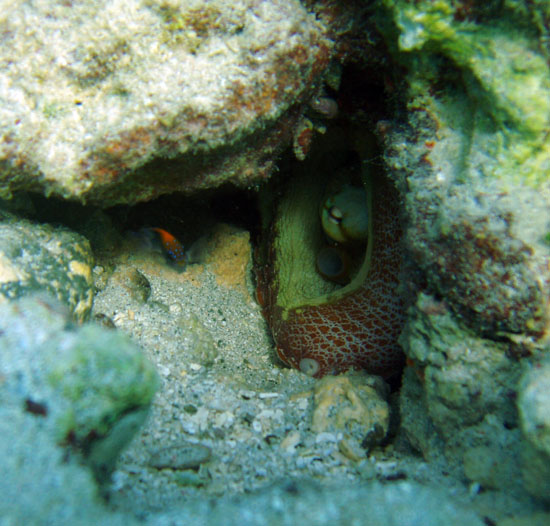 Octopus watching d