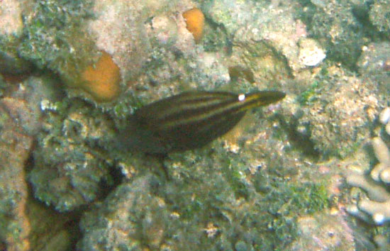 Orangespotted Filefish