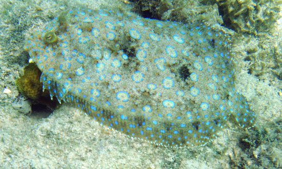 Peacock Flounder b