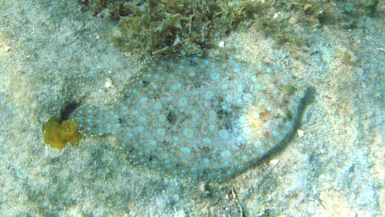 Peacock Flounder d