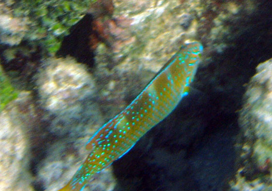 Puddingwife (Juvenile)