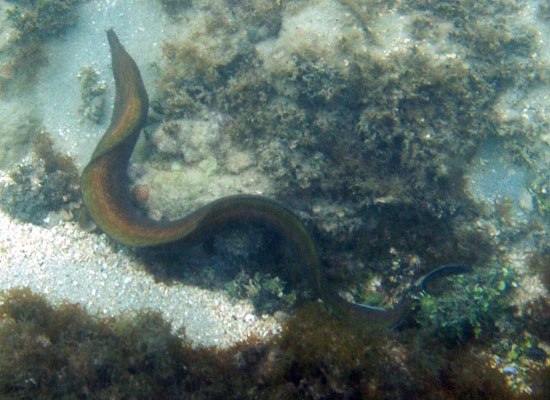 Purplemouth Moray Eel