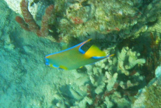 Queen Angelfish