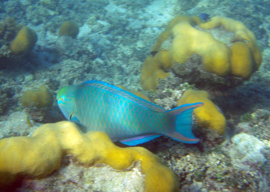 Queen Parrotfish b