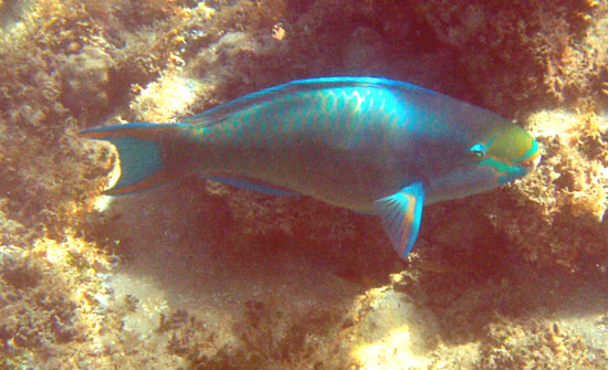 Queen Parrotfish