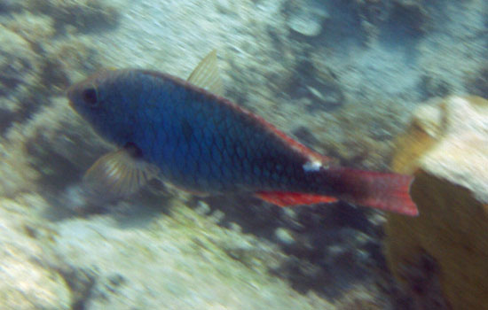 Redband Parrotfish c