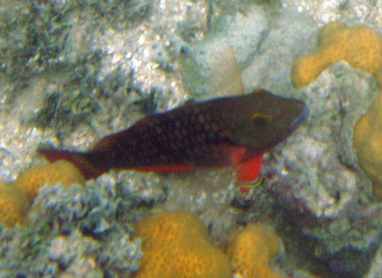 Redband Parrotfish