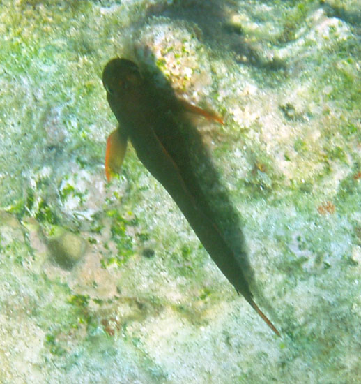 Redlip Blenny b d