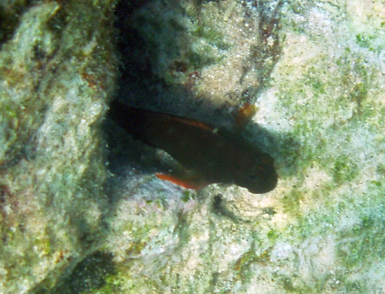 Redlip Blenny c