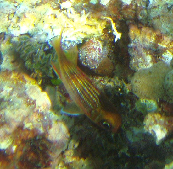 Reef Squirrelfish