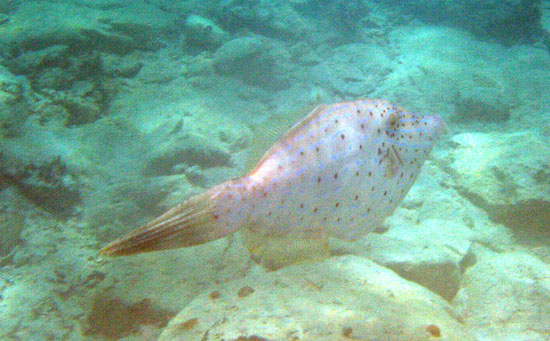 Scroaled Filefish b