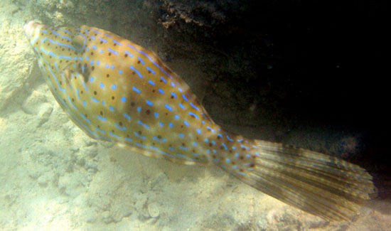 Scrolled Filefish