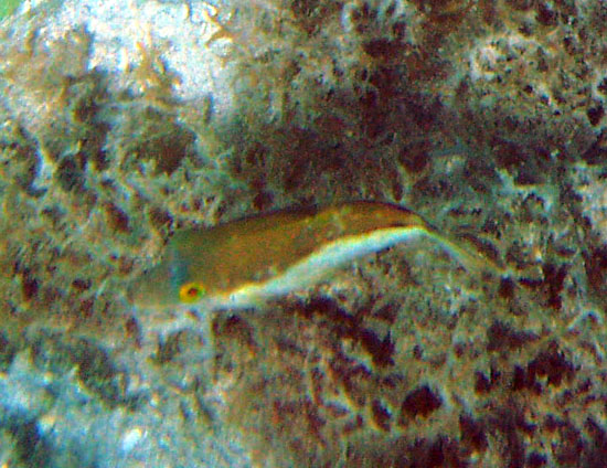 Sharpnose Puffer