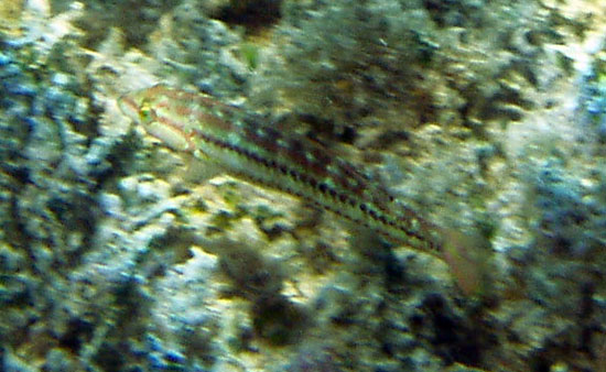 Slippery Dick (Juvenile)