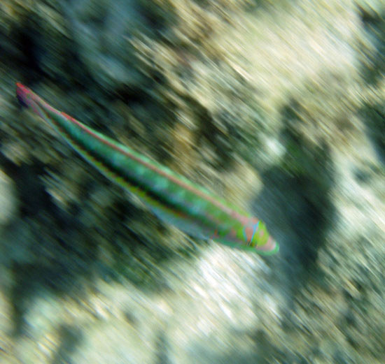 Slippery Dick b