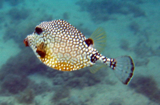 Smooth Trunkfish  g