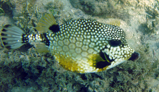 Smooth Trunkfish d