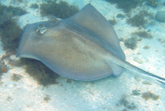 Southern Stingray c