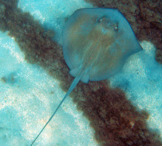 Southern Stingray g