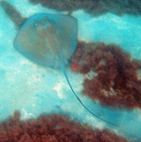 Southern Stingray h