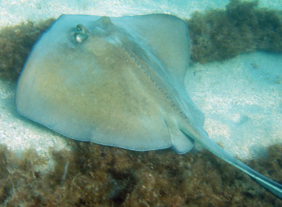 Southern Stingray i